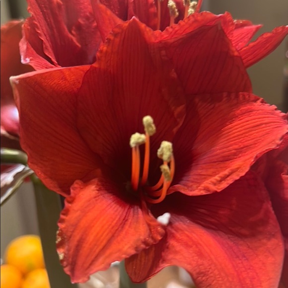 Meet your Posher, Bandy - Picture 1 of 1